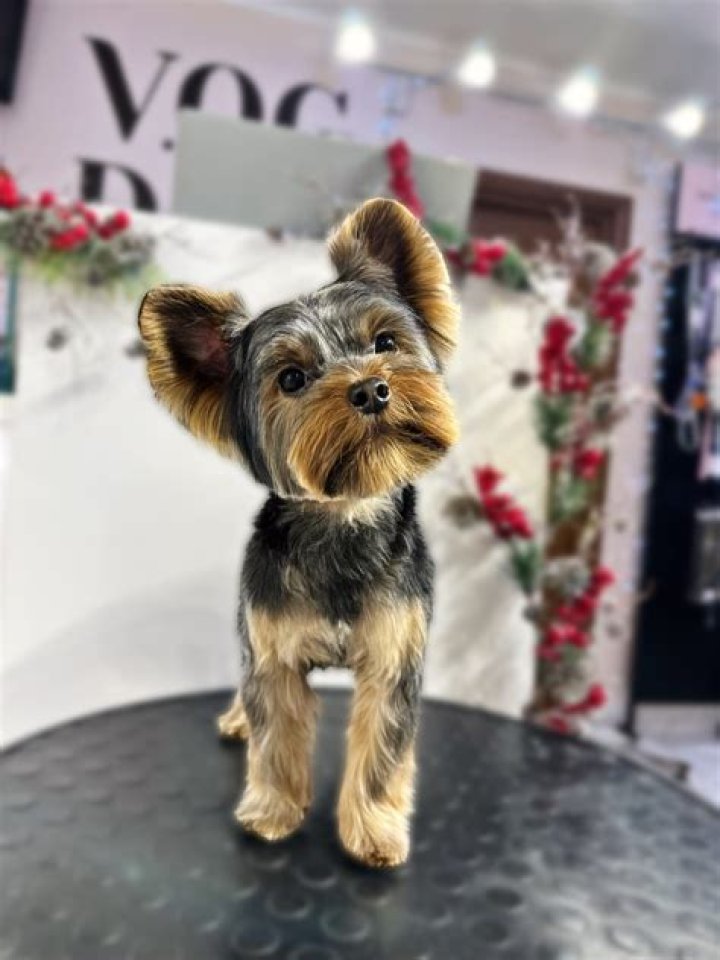 Can you use regular shampoo on a Yorkie?