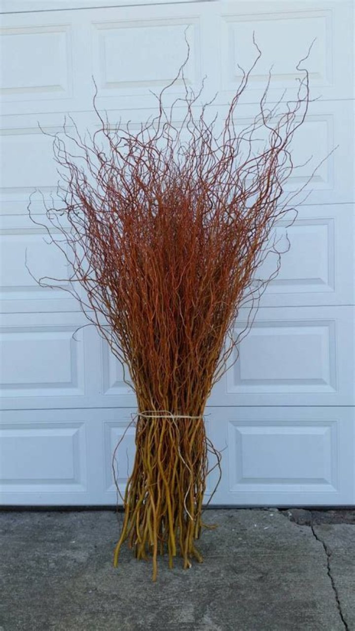 How do you care for curly willow branches?