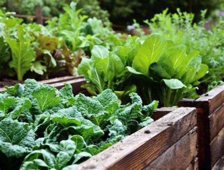 How do you water a vegetable garden?